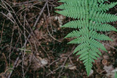 Bulanık doğa arka planında güzel yeşil eğrelti otu yaprağı. Doğa sonsuzluk kavramı