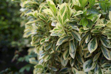 Arka bahçede Euonymus 'un renkli yaprakları var. Bahçede renkli çitler