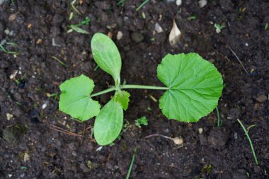 Bahçede kabak tohumu filizleniyor.