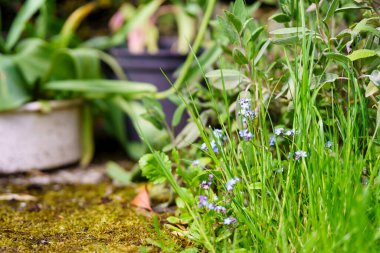 Blue Brunnera Çiçekleri Arka Bahçe Bahçesi 'nde. Bahçedeki Renkli Flora