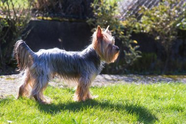 Uzun saçlı tüylü tüylü bir Yorkshire teriyeri arka bahçedeki çimlerin üzerinde düşünceli bir şekilde duruyor. Evcil köpek yaşam konsepti