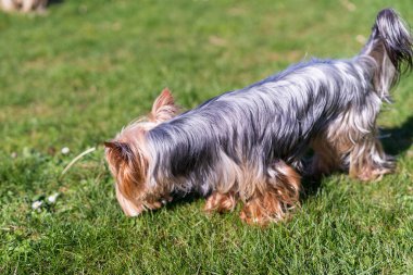 Evinin arka bahçesinde küçük bir Yorkshire teriyeri. Köpek evde.