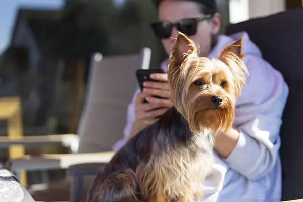 stock image A small cute long-haired Yorkshire terrier sits in the arms of his owner, who is holding a mobile phone. The concept of friendship with a pet through the prism of digitalization