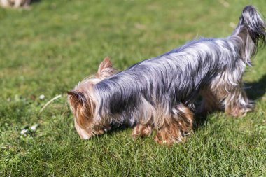 Evinin arka bahçesinde küçük bir Yorkshire teriyeri. Köpek evde.