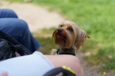 Şirin Yorkshire Teriyeri arka ayakları üzerinde dururken sahibine bakıyor. Köpek dostluğu kavramı