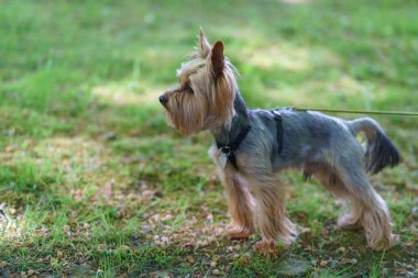 Yaz parkında tasmalı şirin küçük Yorkshire Teriyeri. Hayvanların doğayla bütünleşme kavramı
