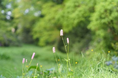 Knotweed Superba 'nın güzel çiçekleri - Persicaria Bistorta Superba yakın çekim. Vahşi yaşam güzellik konsepti