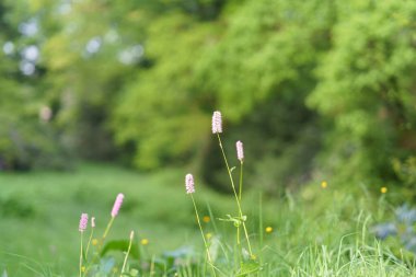 Knotweed Superba 'nın güzel çiçekleri - Persicaria Bistorta Superba yakın çekim. Vahşi yaşam güzellik konsepti