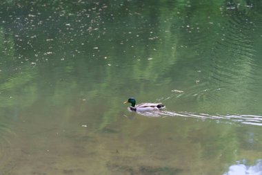 Gölde yüzen yalnız ördek. Vahşi yaşam konsepti