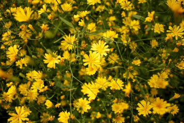 Lapsana komüninin sarı çiçekleri, yol kenarındaki yaygın meme otu. Vahşi yaşam güzellik konsepti