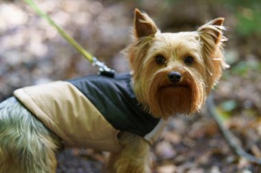 Küçük Yorkshire Teriyeri ormanda sıcak kıyafetler içinde tasmalı. Mutlu hayvan konsepti