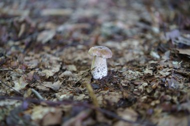Düşen yaprakların arasında tek başına büyüyen beyaz bir mantar. Doğal doğa kavramı
