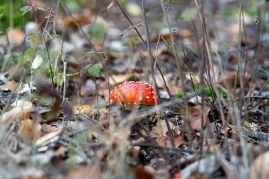 Ormandaki sonbahar yapraklarından oluşan bir dağın içinde yalnız kırmızı bir sineksi mantar yetişiyor. Doğanın yenilenebilirliği kavramı