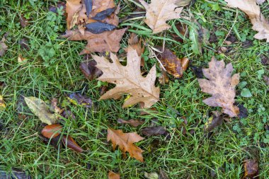 Ormandaki yeşil sonbahar çimlerinde düşmüş kahverengi ve sarı meşe yaprakları. Sonbahar moda konsepti