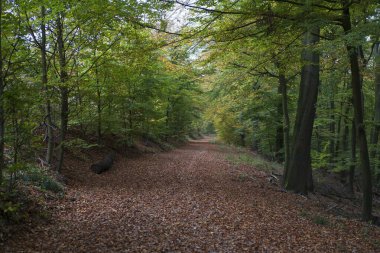 Asfalt yolu parka düşen sonbahar yapraklarıyla dolu. Sonbahar doğa kavramı