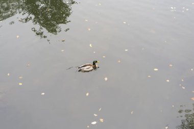 Güz havuzunda yüzen güzel ördek. Vahşi yaşam konsepti
