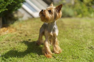Şirin küçük Yorkshire Teriyeri ağzı açık yeşil çimlere bakıyor. Köpek eğlence konsepti