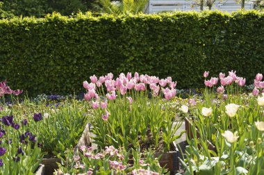 Mayısta renkli lalelerden oluşan güzel bir yatak. Doğanın renkli çeşitliliği kavramı