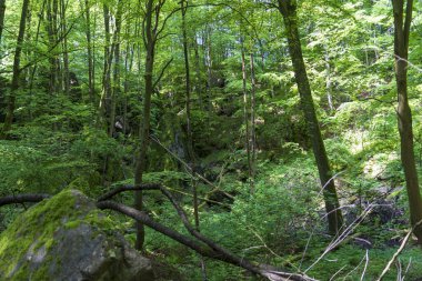 Panoramic photo of large natural stones in green summer dense forest clipart