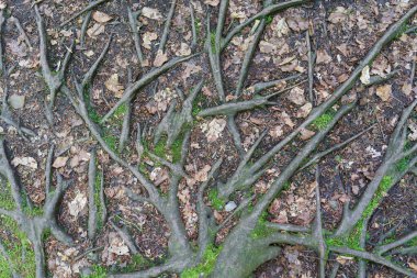 Tree roots winding in different directions on the earth's surface. Interesting forms of nature clipart