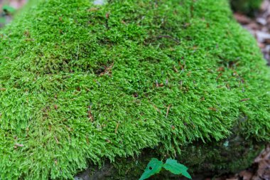 Ormandaki bir taşın üzerinde yeşil yosun