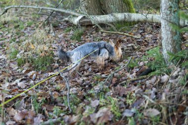 Yorkshire Teriyeri sonbahar ormanında tasmalı.. 
