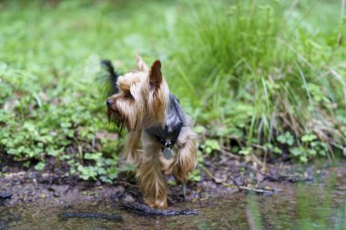 Küçük meraklı Yorkshire Teriyeri ormandaki yeşil çimlerde