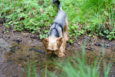 Küçük meraklı Yorkshire Teriyeri ormandaki yeşil çimlerde