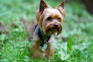 Küçük meraklı Yorkshire Teriyeri ormandaki yeşil çimlerde