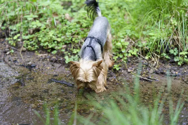 Küçük meraklı Yorkshire Teriyeri ormandaki yeşil çimlerde