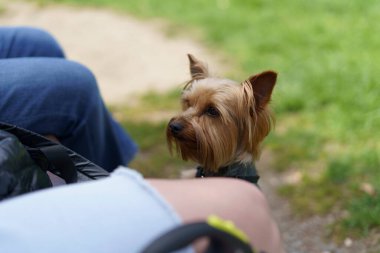 Küçük sevimli bir Yorkshire Teriyeri arka ayakları üzerinde durur ve sahibine bakar. O da bir yaz parkında bankta oturur..