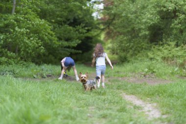 Küçük şirin Yorkshire Teriyeri yaz ormanında tasmalı ve arka planda çocuklar oynuyor. Vahşi doğada aktif köpek konsepti