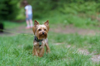 Parktaki yeşil çimlerin üzerinde tasmalı şirin küçük Yorkshire teriyeri. Aktif sağlıklı köpek kavramı
