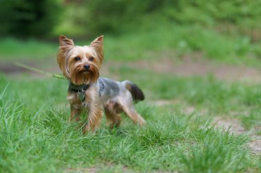 Parktaki yeşil çimlerin üzerinde tasmalı şirin küçük Yorkshire teriyeri. Aktif sağlıklı köpek kavramı
