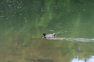 Gölde yüzen yalnız ördek. Vahşi yaşam konsepti