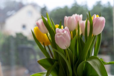 Büyük bir pencerenin arka planında renkli lalelerden oluşan bir buket. Şenlikli bahar konsepti