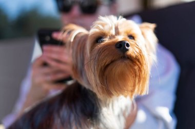 Şirin, küçük bir Yorkshire Teriyeri sahibinin kucağında oturuyor ve akıllı telefon beslemesinde geziniyor. Bir köpeğin yalnızlığı kavramı