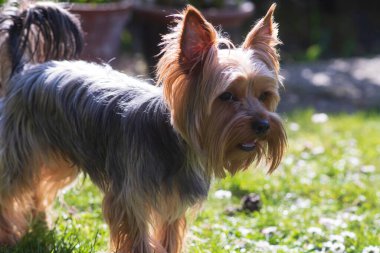 Küçük şirin Yorkshire Teriyeri yazın çocuklarla arka bahçede oynuyor. Aktif genç köpek kavramı