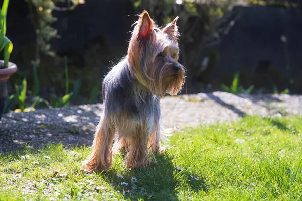 Küçük şirin Yorkshire Teriyeri yazın çocuklarla arka bahçede oynuyor. Aktif genç köpek kavramı