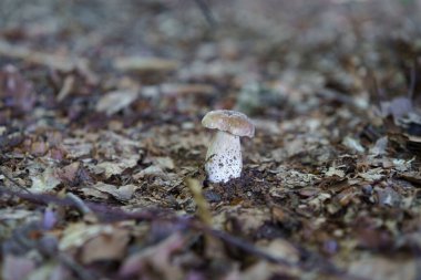 A porcini mushroom growing alone among fallen leaves. Nature theme. clipart