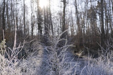 Beautiful frosty morning in the winter forest. Trees and plants covered with frost clipart