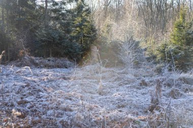 Beautiful frosty morning in the winter forest. Trees and plants covered with frost clipart