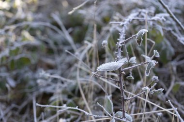 Kış ormanlarında güneşli bir sabahta yabani böğürtlenlerin buzlu yeşil yaprakları. Kış doğal güzellik konsepti