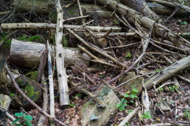 A pile of branches in the middle of the forest. Concept of environmental problems clipart