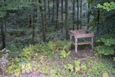 Yaz ormanında tahtakurusu. Doğa bakımı kavramı