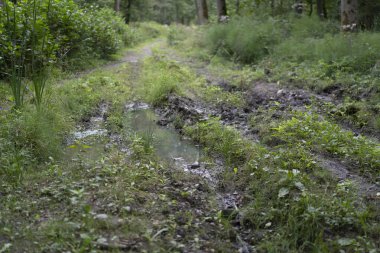 Bataklık orman yaz yolu. Doğal engeller kavramı
