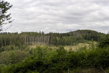 Panoramic photo of a deceased German forest in summer. Environmental problems of nature due to global warming clipart