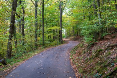 Parkta düşen sonbahar yapraklarıyla kaplı asfalt bir yol, sonbahar mevsiminin özünü yakalıyor..