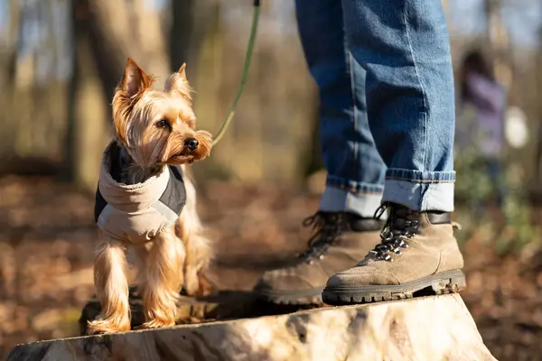 Tasmalı bir ceket giyen bir köpek. Bir çift çizme ve mavi kot pantolon.