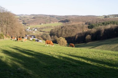 Baharda yeşil bir yamaçta otlayan kırmızı inekler. Tarım kavramı